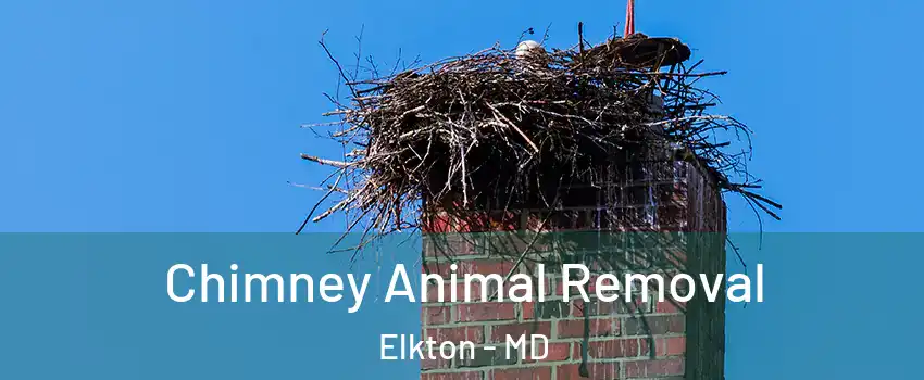  Chimney Animal Removal Elkton - MD