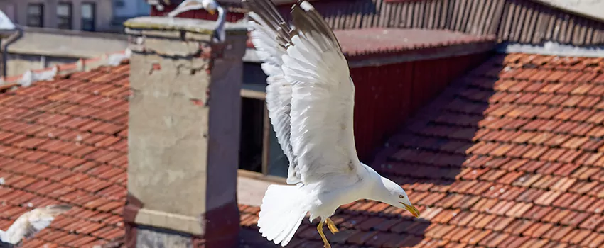 Residential Chimney Animal Removal Solution in Elkton, MD
