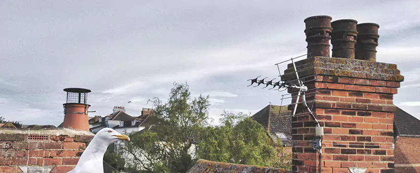 Chimney Cleaning And Restoration in Elkton, Maryland